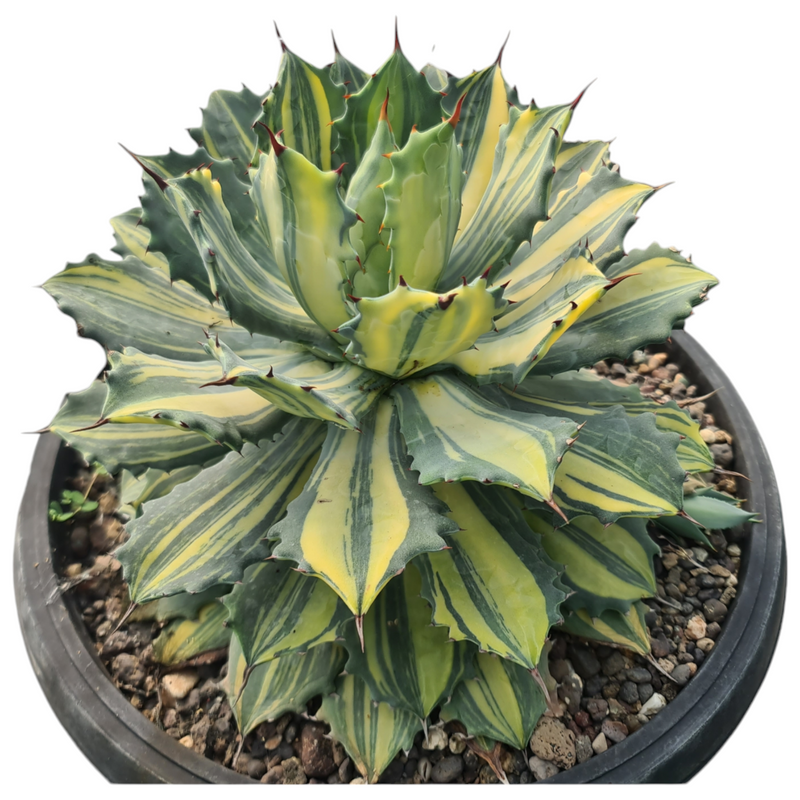 Agave isthmensis striata variegated