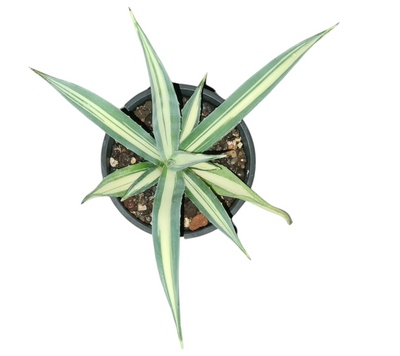 Agave angustifolia mediopicta