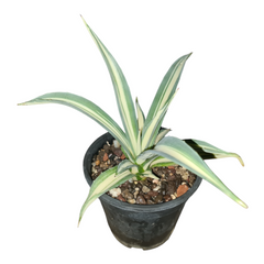 Agave angustifolia mediopicta