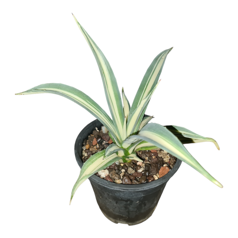Agave angustifolia mediopicta