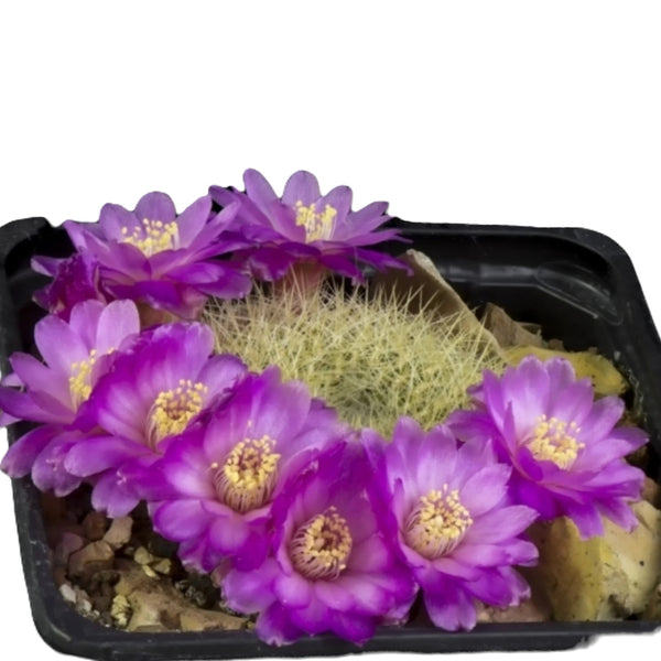 Sulcorebutia pampagrandensis