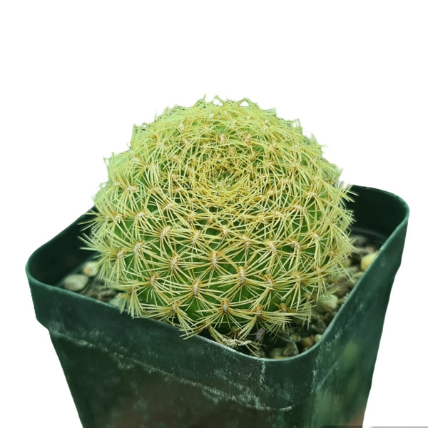 Sulcorebutia pampagrandensis