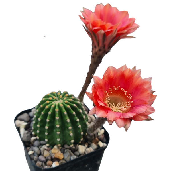 Echinopsis cv. Eclipse RD66