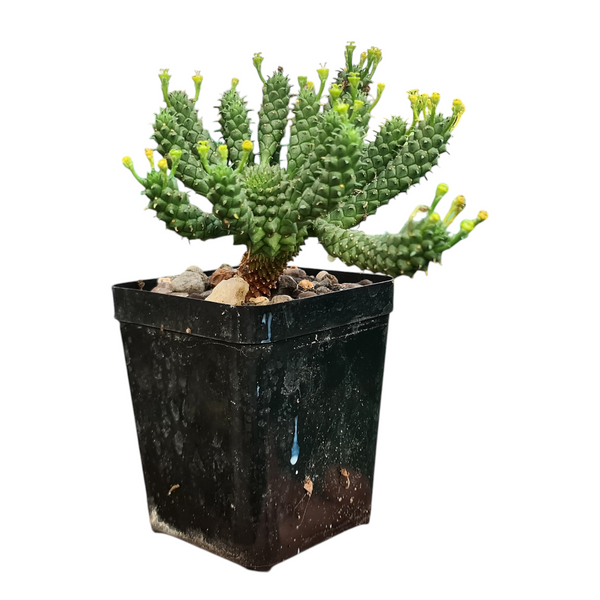 Euphorbia tuberculatoides