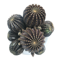 Lobivia napina ( ON GARFTED CACTUS, )