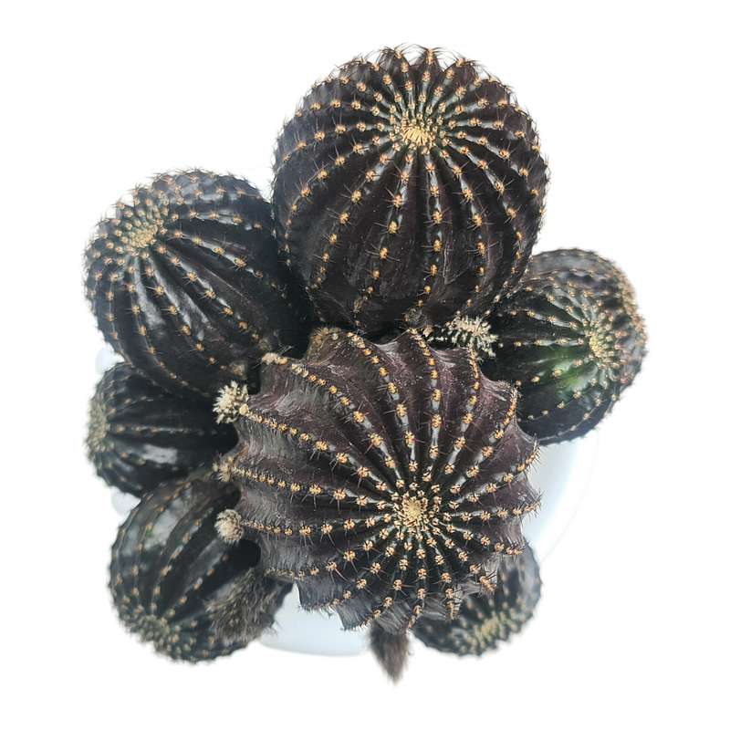 Lobivia napina ( ON GARFTED CACTUS, )