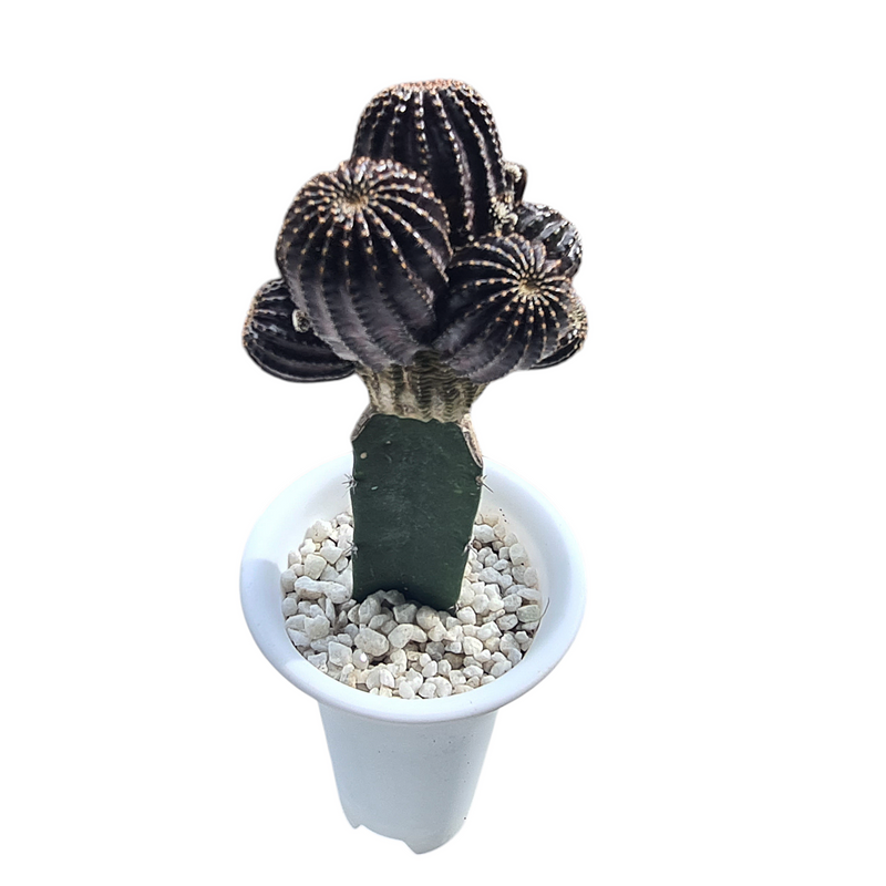 Lobivia napina ( ON GARFTED CACTUS, ) 6_INCHS_N_SQUARE_POT WITHOUT_POT