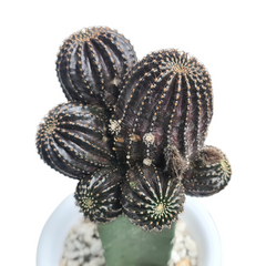 Lobivia napina ( ON GARFTED CACTUS, )