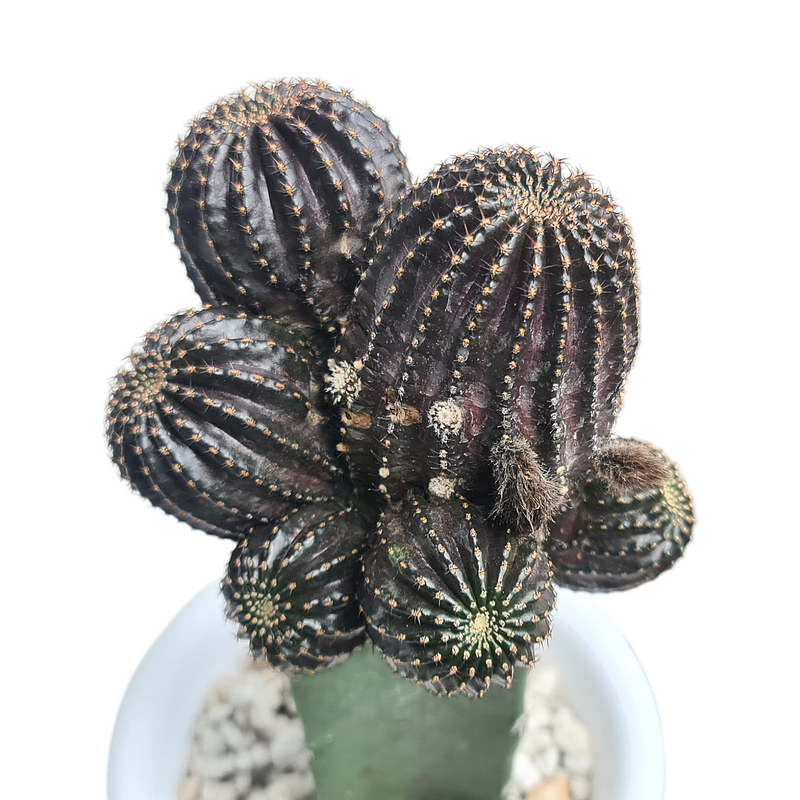 Lobivia napina ( ON GARFTED CACTUS, )
