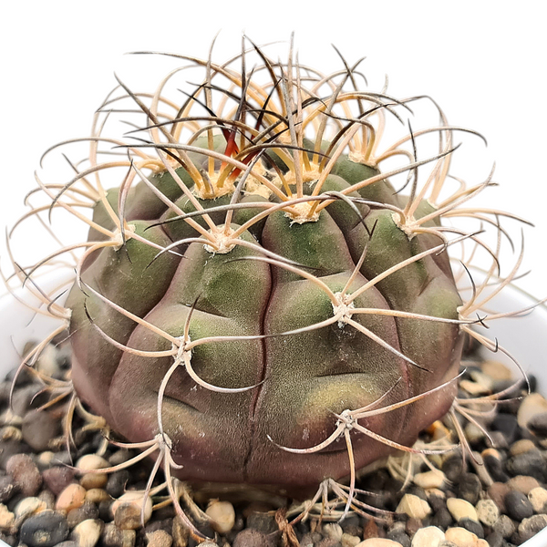 Gymnocalycium pflanzii albipulpa