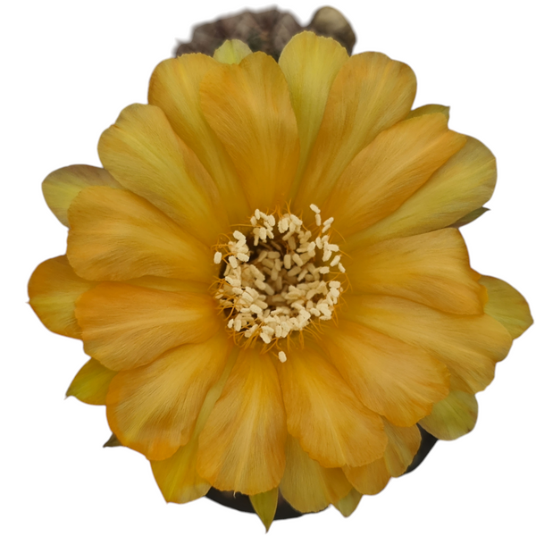 Echinopsis  Arabesque E677