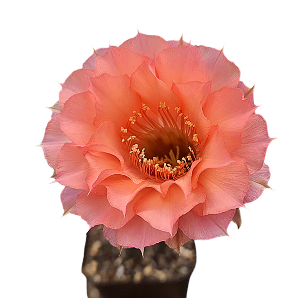 Echinopsis Hybride Cajamarca C.405