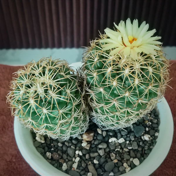 Coryopantha sulcata SB486