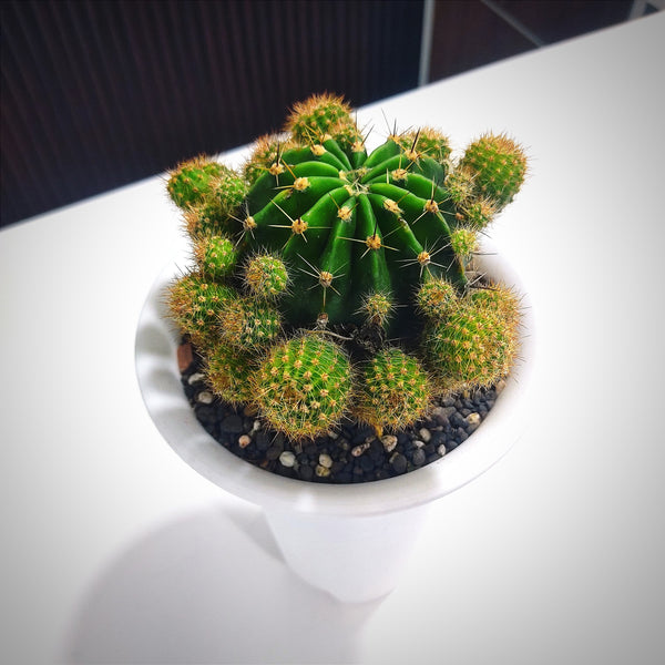 Echinopsis oxygona