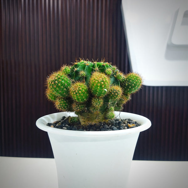 Echinopsis oxygona