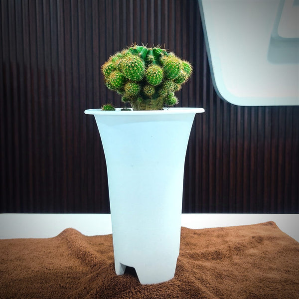 Echinopsis oxygona