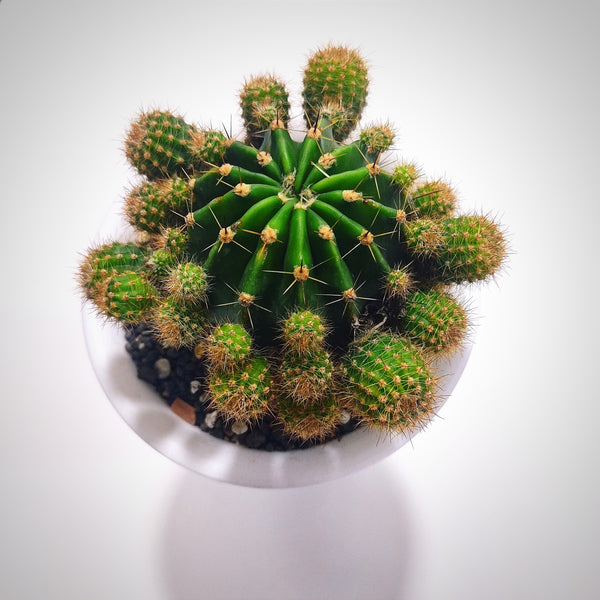 Echinopsis oxygona