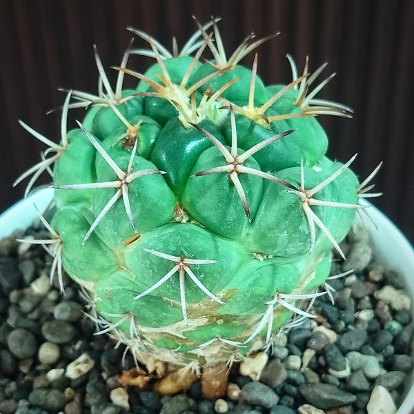 coryphantha greenwood