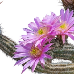Wilcoxia poselgeri ( Echinocereus poselgeri) 4_INCHS_RAUND_N_POT WHITH_POT_SHIPPING