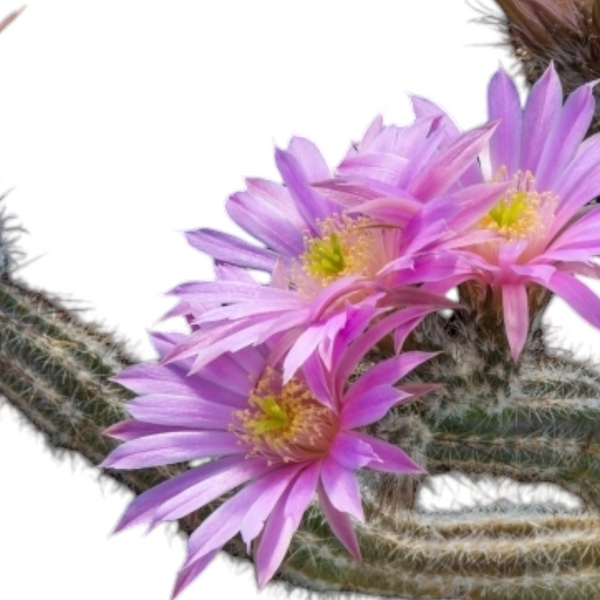 Wilcoxia poselgeri ( Echinocereus poselgeri) 4_INCHS_RAUND_N_POT WHITH_POT_SHIPPING