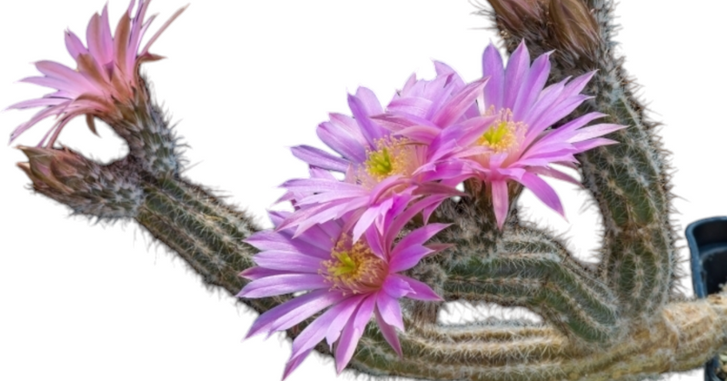 Wilcoxia poselgeri ( Echinocereus poselgeri) 4_INCHS_RAUND_N_POT WHITH_POT_SHIPPING