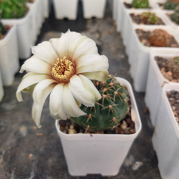 Gymnocalycium quehlianum v. kleinianum