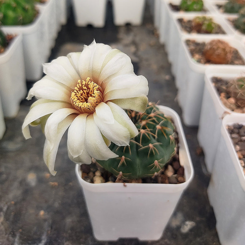 Gymnocalycium quehlianum v. kleinianum