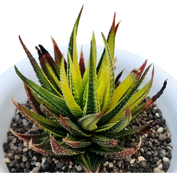 Haworthia pumila variegated