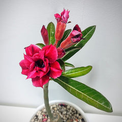 Adenium rossi red Victoria-Succulent plant