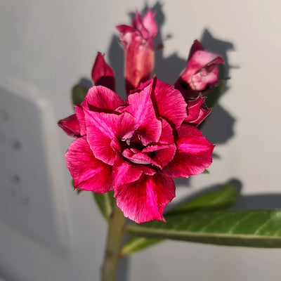 Adenium rossi red Victoria-Succulent plant