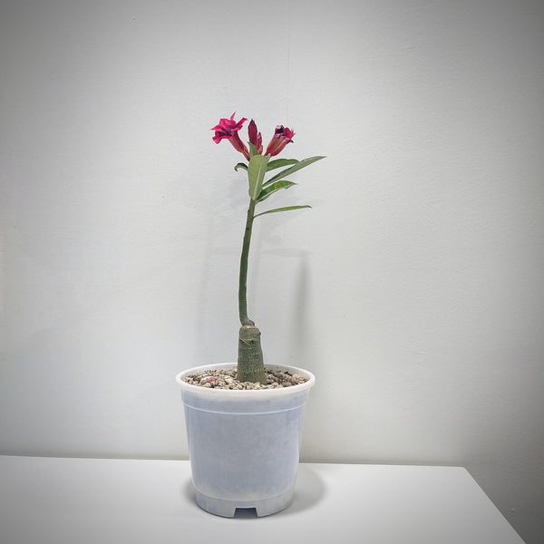 Adenium rossi red Victoria-Succulent plant