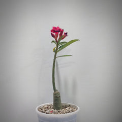 Adenium rossi red Victoria-Succulent plant