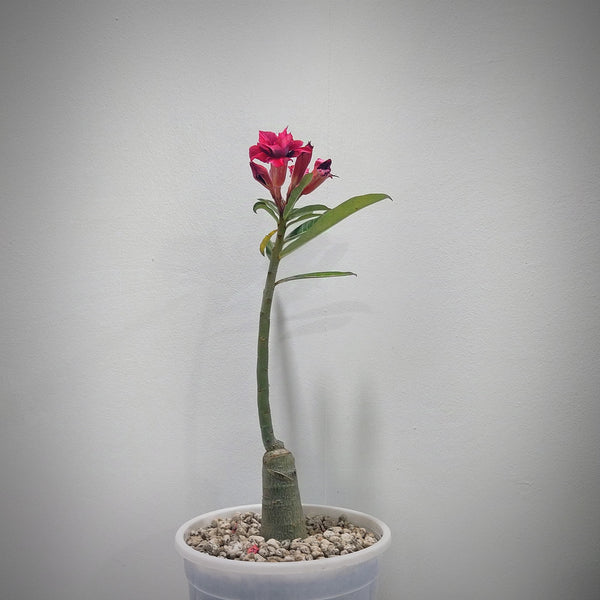 Adenium rossi red Victoria-Succulent plant