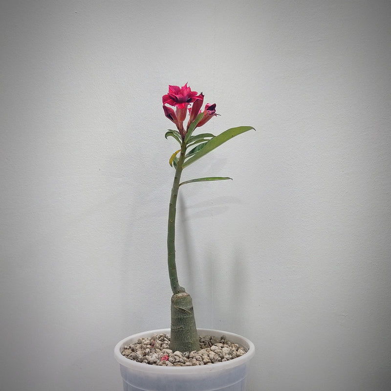 Adenium rossi red Victoria-Succulent plant