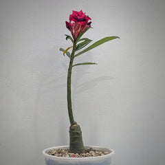 Adenium rossi red Victoria-Succulent plant