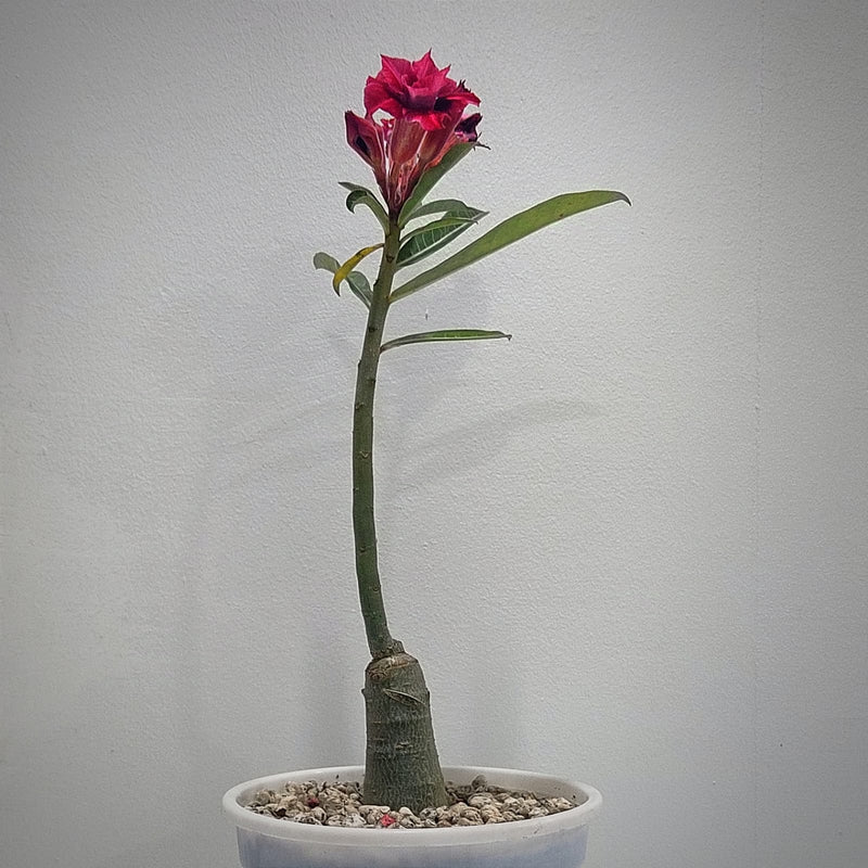 Adenium rossi red Victoria-Succulent plant