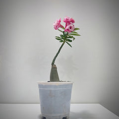 Adenium rossi Cinderella-succulent