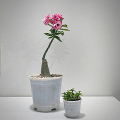 Adenium rossi Cinderella-succulent