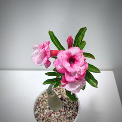 Adenium rossi Cinderella-succulent