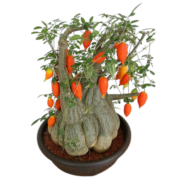 Momordica rostrata ( Codex PLANT , SUCCULENT )