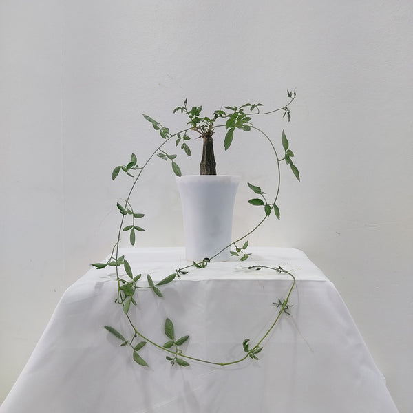 Momordica rostrata ( Codex PLANT , SUCCULENT )