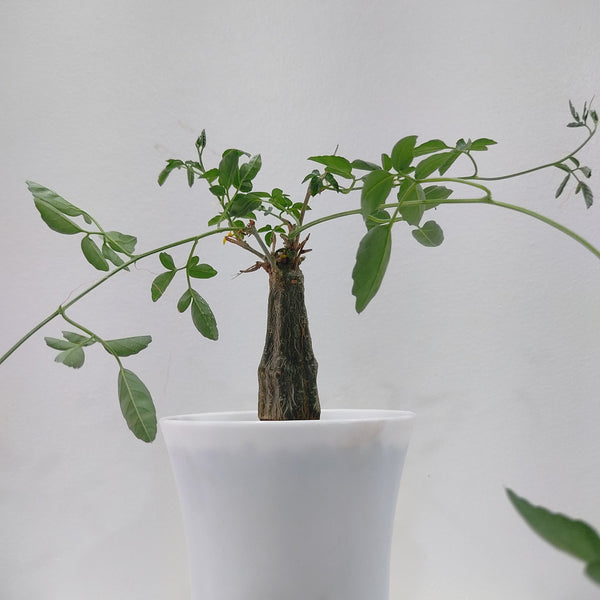 Momordica rostrata ( Codex PLANT , SUCCULENT )