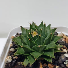 Obregonia denegrii
