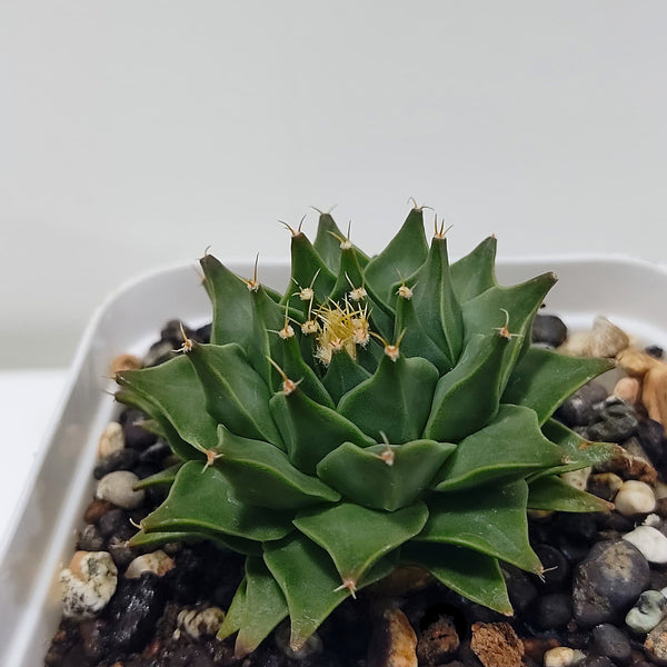 Obregonia denegrii
