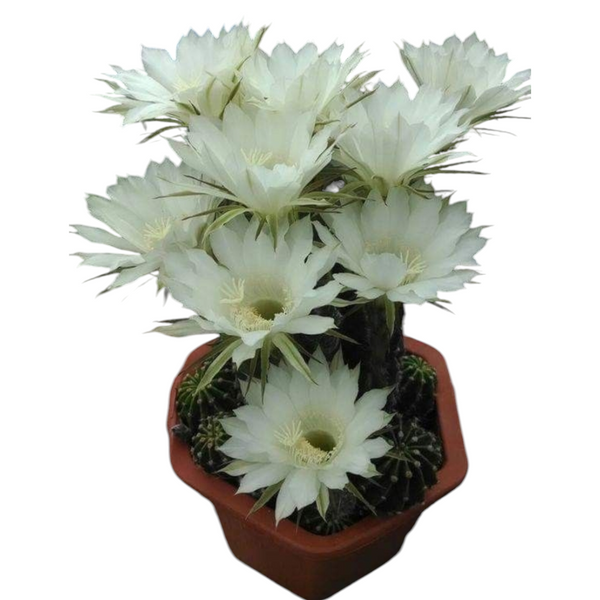 Echinopsis oxygona