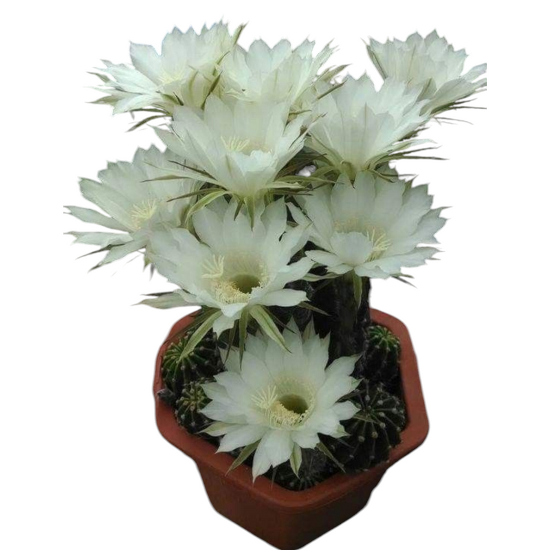 Echinopsis oxygona