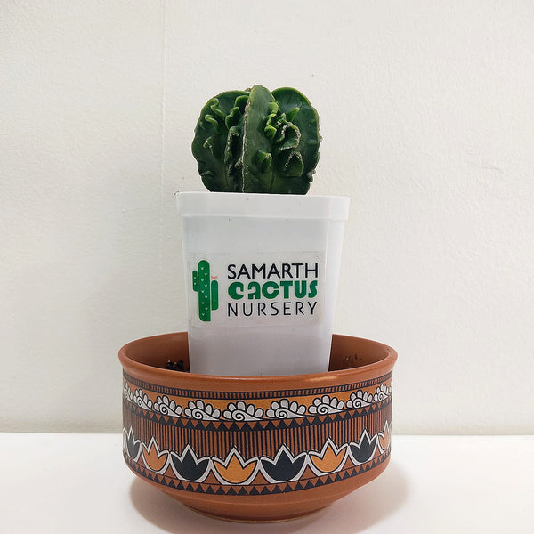 Astrophytum nudum x fukru_cactus_plant