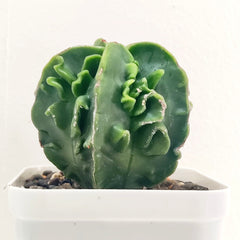 Astrophytum nudum x fukru_cactus_plant
