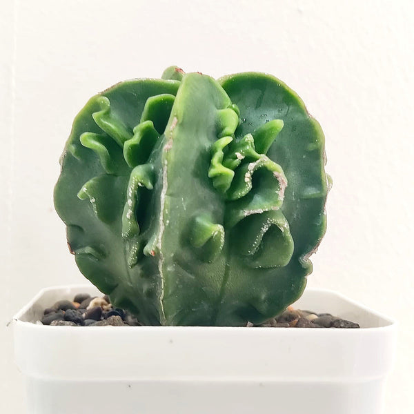 Astrophytum nudum x fukru_cactus_plant