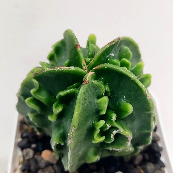 Astrophytum nudum fukuryu